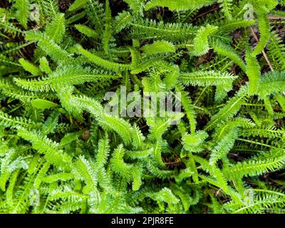 Junge grüne Schafgarbblätter auf dem Hintergrund von altem trockenem Gras im Frühling. Der lateinische Name ist Achillea millefolium L. Stockfoto