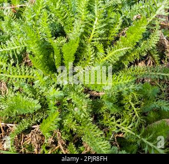 Junge grüne Schafgarbblätter auf dem Hintergrund von altem trockenem Gras im Frühling. Der lateinische Name ist Achillea millefolium L. Stockfoto