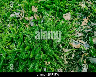Junge grüne Schafgarbblätter auf dem Hintergrund von altem trockenem Gras im Frühling. Der lateinische Name ist Achillea millefolium L. Stockfoto