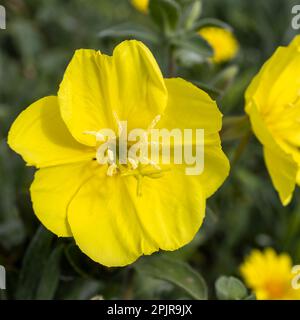 Oenothera drummondii ist eine Strauchart der Familie Onagraceae. Sie haben eine selbsttragende Wachstumsform. Sie stammen aus der Vereinigten S. Stockfoto