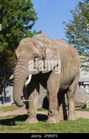 Afrikanischer Elefant - Loxodonta africana in einem Zoo im Sommer, Granby Zoo, Quebec, Kanada. Stockfoto