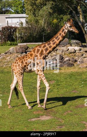 Giraffe - Giraffa camelopardalis im Zoo im Sommer, Granby Zoo, Quebec, Kanada. Stockfoto