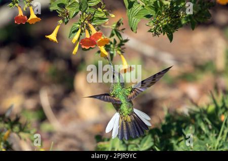 Nahaufnahme des Kolibri mit Streifenschwänzen im Flug und Fütterung aus den Blumen des Marmeladen-Strauchs in Panama Stockfoto