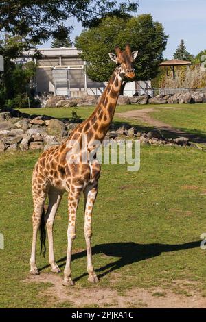 Giraffe - Giraffa camelopardalis im Zoo im Sommer, Granby Zoo, Quebec, Kanada. Stockfoto