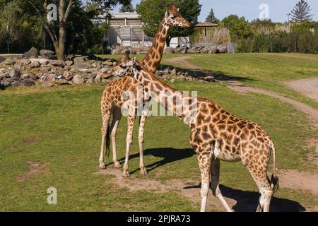 Giraffen - Giraffa camelopardalis im Zoo im Sommer, Granby Zoo, Quebec, Kanada. Stockfoto