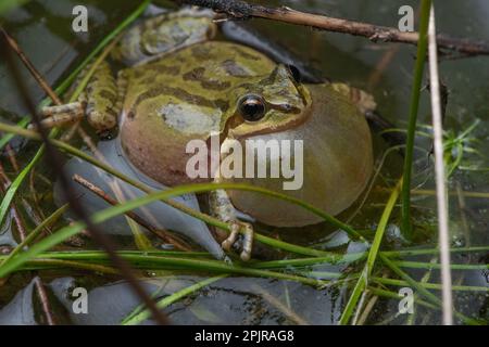 Der Chorfrosch (Pseudacris sierra) ruft an und spricht mit einem aufgeblasenen Halsack aus einem Vernalteich im Santa Calra County, Kalifornien. Stockfoto