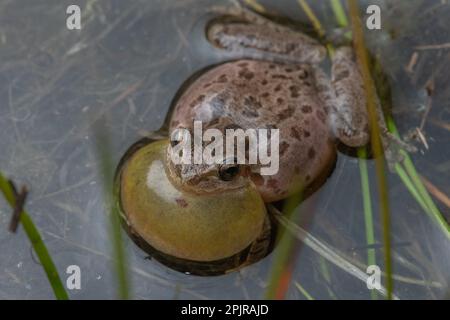 Der Chorfrosch (Pseudacris sierra) ruft an und spricht mit einem aufgeblasenen Halsack aus einem Vernalteich im Santa Calra County, Kalifornien. Stockfoto