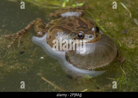 Der Chorfrosch (Pseudacris sierra) ruft an und spricht mit einem aufgeblasenen Halsack aus einem Vernalteich im Santa Calra County, Kalifornien. Stockfoto