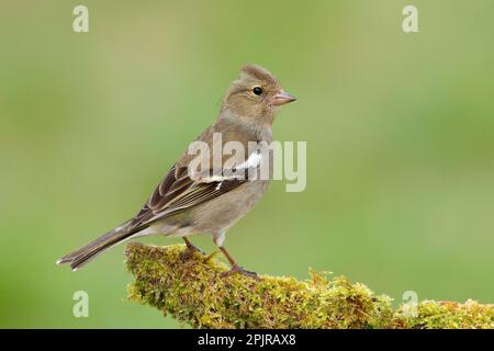Schaffinch (Fringilla coelebs), ausgewachsene Frau, die auf einem moosbedeckten Ast sitzt, Singvögel, Tiere, Vögel, Siegerland, Nordrhein-Westfalen Stockfoto