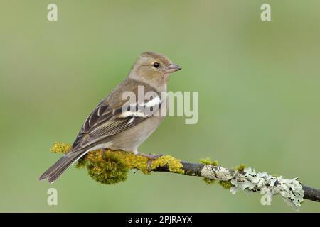Gemeine Schaffinch (Fringilla coelebs), ausgewachsene Frau, die auf einem Ast sitzt, der mit Moos und Flechten überwuchert ist, Singvögel, Tiere, Vögel, Siegerland, Nach Norden Stockfoto