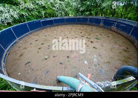 Schlammlagune auf einer Farm, umgeben von Weißdornbuschen, Cumbria, England, Vereinigtes Königreich Stockfoto