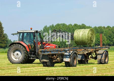 Silageballen, beladen auf Anhänger mit Massey Ferguson-Traktor 6290 mit Frontlader, Schweden Stockfoto