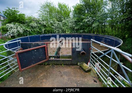 Schlammlagune auf einer Farm, umgeben von Weißdornbuschen, Cumbria, England, Vereinigtes Königreich Stockfoto