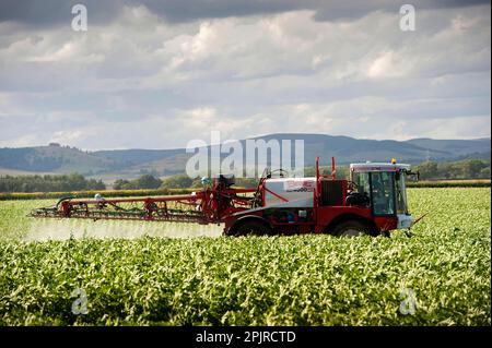 Besprühen einer Kartoffelernte (Solanum tuberosum) mit dem selbstfahrenden Sprühgerät Bateman 4000, Schottland, Vereinigtes Königreich Stockfoto