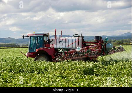 Sprühen von Kartoffeln (Solanum tuberosum) mit dem selbstfahrenden Sprühgerät Bateman 4000, Schottland, Vereinigtes Königreich Stockfoto