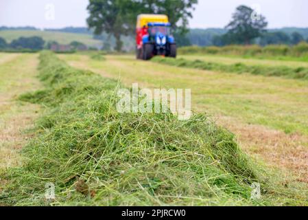 Auf dem Feld geschnittenes Gras, bereit für die Abholung durch einen Traktor mit Futterwagen, Grimsargh, Preston, Lancashire, England, Vereinigtes Königreich Stockfoto