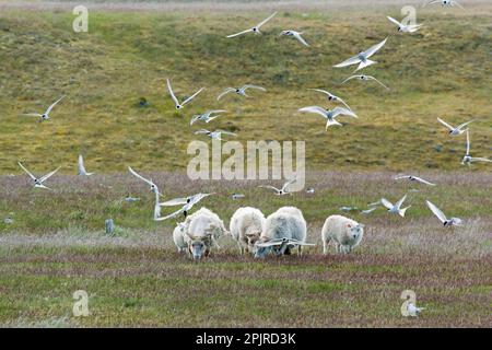 Arctic Tern (Sterna paradisea) Erwachsene, Zucht Gefieder, Herde, im Flug, Angriff auf Schafe auf Nistplätzen, Island Stockfoto