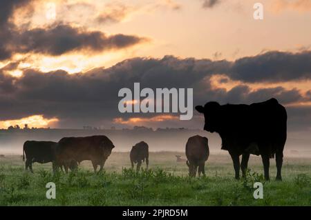 Hausrinder, Bullen, Kühe und Kälber, Herde, die bei Sonnenaufgang auf den Sümpfen weidet, Elmley Marshes N. N. R. North Kent Stockfoto
