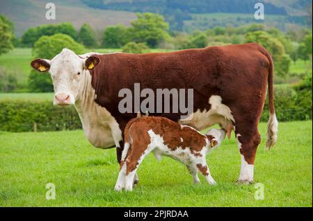 Hausrinder, Hereford-Kuh mit neugeborenem Kalb, Saugferkel, auf Weide stehend, Cumbria, England, Vereinigtes Königreich Stockfoto