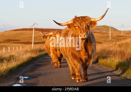 Hausrinder, Highland-Rinder, Walking on the Road on the Moor, Ardfin Estate, Isle of Jura, Inner Hebrids, Schottland, Vereinigtes Königreich Stockfoto