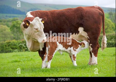 Hausrinder, Hereford-Kuh mit neugeborenem Kalb, Saugferkel, auf Weide stehend, Cumbria, England, Vereinigtes Königreich Stockfoto