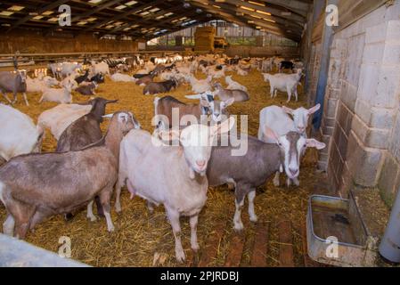 Hausziegen, Saanen, Toggenburg und britische alpine Ziegenziegen, Milchviehherde in Strohhof, Lancashire, England, Vereinigtes Königreich Stockfoto