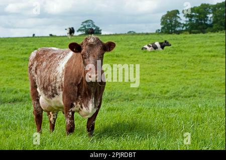 Hausrinder, Milchkühe, auf Weide stehend, Cumbria, England, Vereinigtes Königreich Stockfoto