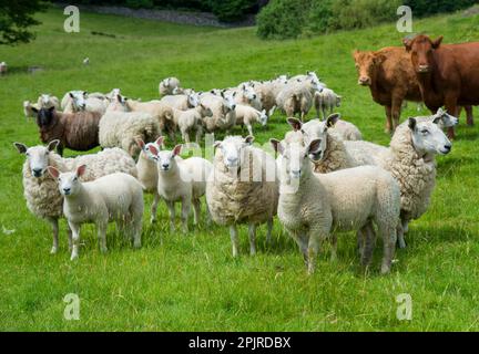 Hausschafe, Cheviot-Maultiere, Schafe mit Lämmern, mit Hausrindern, Luing-Kühe, Auf der Weide, Windermere, Lake District N. P. Cumbria Stockfoto