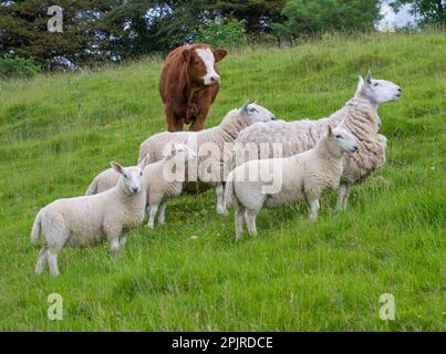 Hausschafe, North Country Cheviot, Schafe mit Lämmern, mit Hausrindern, Luingkalb, Auf der Weide, Windermere, Lake District N. P. Stockfoto