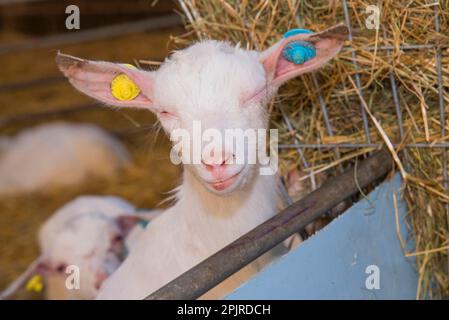 Hausziege, Saanenkind, mit Pinkeye-Krankheit, Nahaufnahme des Kopfes, im Strohhof, Lancashire, England, Vereinigtes Königreich Stockfoto