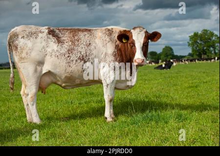 Hausrinder, Milchkühe, auf Weide stehend, Cumbria, England, Vereinigtes Königreich Stockfoto