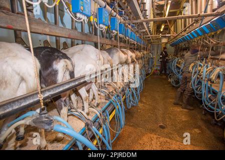 Hausziegen, Saanen, Toggenburg und britische Alpenziegen, Herden, die in einem Melksalon gemolken werden, Lancashire, England, Vereinigtes Königreich Stockfoto