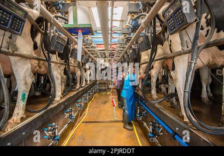 Milchwirtschaft, Holsteinkühe werden in Fischgrätenmelkstätten gemolken, Penrith, Cumbria, England, Vereinigtes Königreich Stockfoto