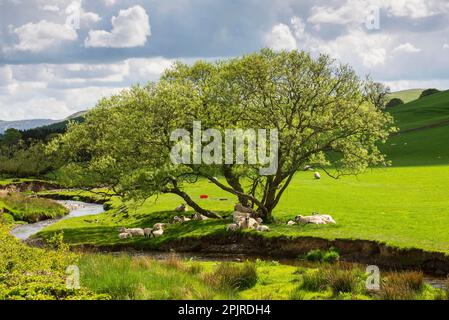 Einheimische Schafe, Mutterschafe und Lämmer, schattige Herden auf einer Weide neben dem Fluss, West Linton, Tweeddale, Schottland, Vereint Stockfoto