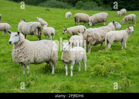 Hausschafe, Cheviot-Maultiere, Schafe mit Lämmern, auf Weide stehend, Windermere, Lake District N. P. Cumbria, England, Vereinigtes Königreich Stockfoto