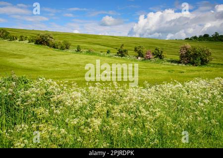 Gerste (Hordeum vulgare), Reifefelder mit KuhPetersilie (Anthriscus sylvestris), die am Rande blüht, Marlborough, Wiltshire, England Stockfoto