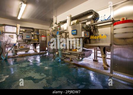 Milchwirtschaft, Milchkühe werden in der Melkroboteranlage Fullwood Merlin, Lancashire, England, Vereinigtes Königreich, gemolken Stockfoto