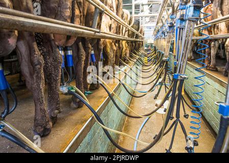 Milchwirtschaft, Milchkühe, die im Salon gemolken werden, Shropshire, England, Vereinigtes Königreich Stockfoto