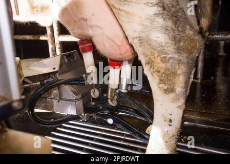 Milchviehhaltung, Milchkuh wird in Lely Astronaut Robotermelkmaschine, Lancashire, England, Vereinigtes Königreich, gemolken Stockfoto