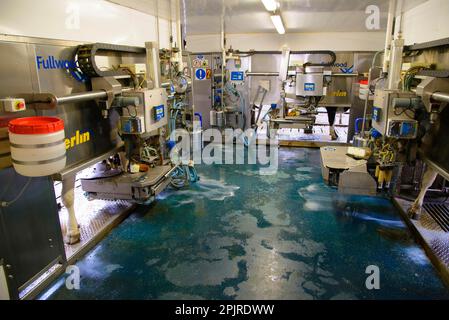 Milchwirtschaft, Milchkühe werden in der Melkroboteranlage Fullwood Merlin, Lancashire, England, Vereinigtes Königreich, gemolken Stockfoto