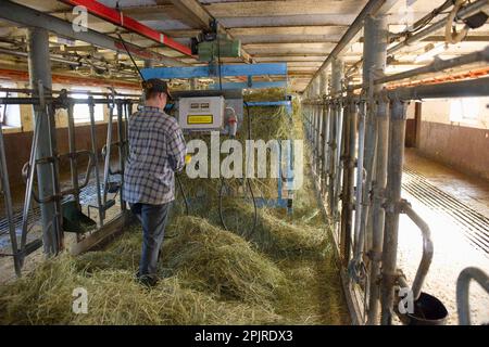 Milchbauern verteilen Silage in der Melkstube, um die Kühe beim nächsten Melken, Schweden, zu füttern Stockfoto