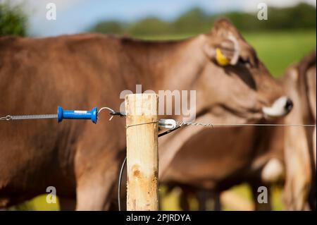 Elektrozaun entlang der Bauernstrecke, um Milchvieh auf dem Markt zu halten, Schottland, Großbritannien Stockfoto