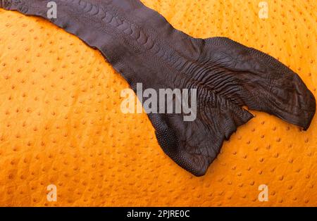 Strauß (Struthio camelus), Nahaufnahme von Straußenleder, Schweden Stockfoto