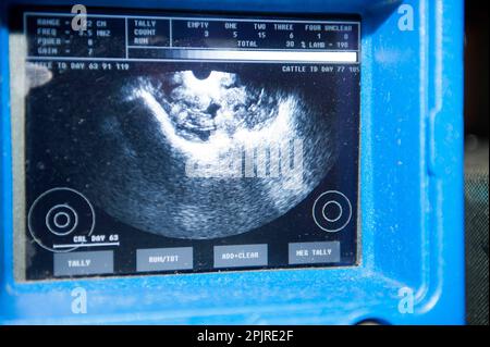 Schafzucht, Ultraschallschirm, Untersuchung von Mutterschafen im Frühstadium der Schwangerschaft, um zu sehen, wie viele Lämmer sie tragen, England, Großbritannien Stockfoto