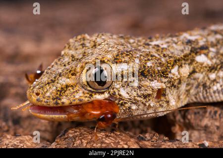 Ausgewachsener maurischer Gecko (Tarentola mauritanica), Nahaufnahme des Kopfes, Fütterung von Kakerlaken, Italien Stockfoto