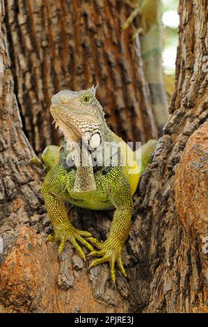 Grüner Leguan, grüner Iguana, grüner Iguana (Iguana-Leguan), andere Tiere, Iguanas, Reptilien, Tiere, Green Iguana, Erwachsener, sitzt im Baum, Parque Stockfoto