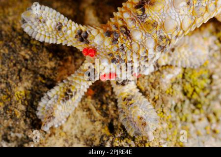 Maurischer Gecko (Tarentola mauritanica), Erwachsener, Nahaufnahme eines Fusses mit Milben (Trombicula spec.), Italien Stockfoto