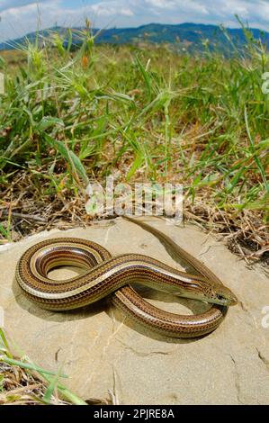 Dreizehenskink (Chalcides chalcides), Erwachsener, sonnt sich auf Felsen im Lebensraum, Italien Stockfoto