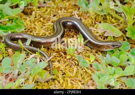 Dreizehenskink (Chalcides chalcides), italienischer Erzwurm, Skink, Skinks, andere Tiere, Reptilien, Tiere, Dreizehenskink, ausgewachsen, ruht auf Moos Stockfoto