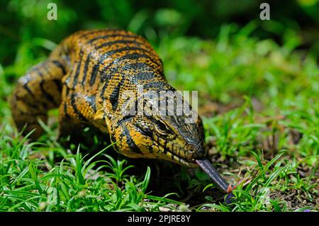 Golden Tegu (Tupinambis teguixin), Gold tegu, Golden Tegu, Banded Tegu, Salompenter, Andere Tiere, Reptilien, Tiere, Common Tegu Erwachsene, Flicking Stockfoto